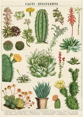 Cavallini & Co. Cacti & Succulents Decorative Paper Sheet 20" x 28" (Spanish Edition)