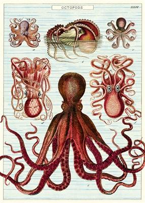 Cavallini Octopod - Octopus Poster - Wrap 20" x 28"