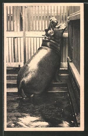 Hannover Zoologischer Garten Zvab