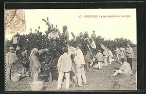 Postal Valencia, La recoleccion de naranjas, Orangenernte