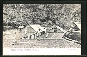 Postcard Trinidad, Drying Cocoa, Kakaobohnen werden getrocknet