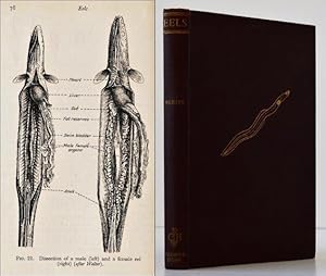 Eels. A Biological Study