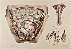 Anatomia chirurgica delle vie orinarie dell'uomo [Surgical anatomy of man?s urinary tract, 2]