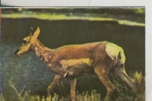 Cromos: La Naturaleza y sus maravillas numero 202