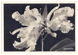 Orchidea.