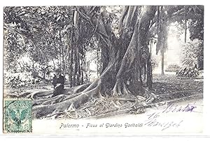 Palermo - Ficus al Giardino Garibaldi.
