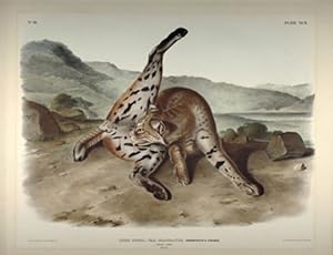 AUDUBON MAMMAL COLOR Art Lithograph 1989 Vintage /"TEXAN LYNX/" CLEANING HERSELF