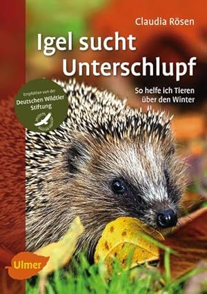 Igel sucht Unterschlupf So helfe ich Tieren über den Winter