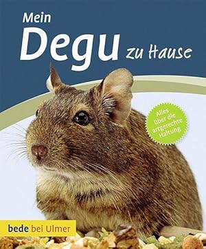 Mein Degu zu Hause