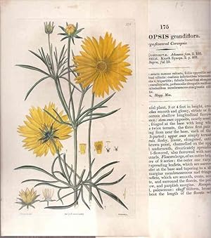 Coreopsis grandiflora. Large-flowered Coreopsis. Mädchenauge