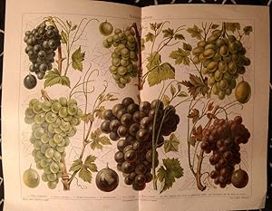 Alter historischer Druck Weintrauben Chromolithographie 1908