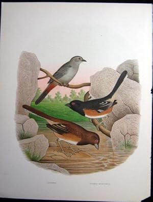 Catbird, Towhee Buntings. Original plate from 'Nests and Eggs of Birds of the United States'