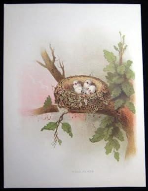 Wood Pewee. Original plate from 'Nests and Eggs of Birds of the United States'