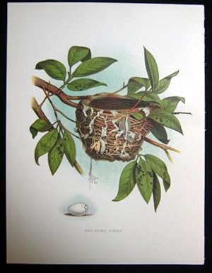 Red-Eyed Vireo. Original plate from 'Nests and Eggs of Birds of the United States'