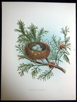 Chipping Sparrow. Original plate from 'Nests and Eggs of Birds of the United States'
