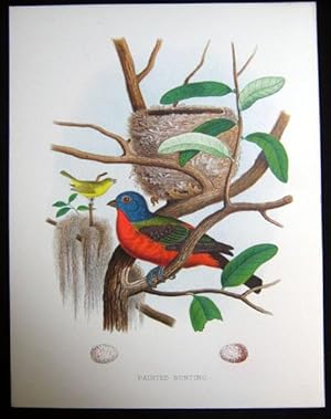 Painted Bunting. Original plate from 'Nests and Eggs of Birds of the United States'