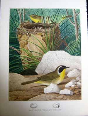 Maryland Yellow-Throat. Original plate from 'Nests and Eggs of Birds of the United States'