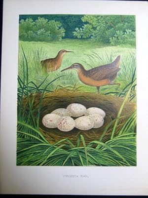 Virginia Rail. Original plate from 'Nests and Eggs of Birds of the United States'