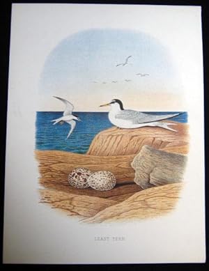 Least Tern. Original plate from 'Nests and Eggs of Birds of the United States'