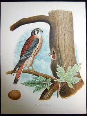 Sparrow Hawk. Original plate from 'Nests and Eggs of Birds of the United States'