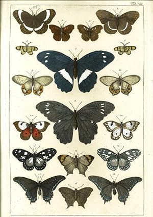 Schetterling - Tafel VIII (8) aus: Locupletissimi Rerum Naturalium Thesauri. Tomus IV.