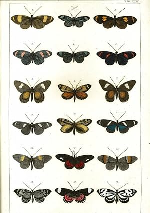 Schmetterlinge - Tafel XXIX (29) aus: Locupletissimi Rerum Naturalium Thesauri. Tomus IV.