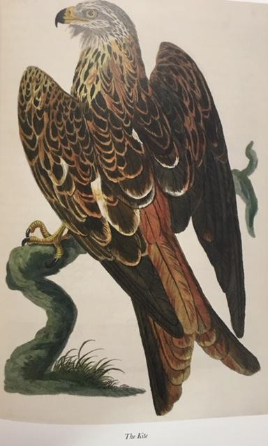 Birds of Selborne by Gilbert White Birds of Selborne by Gilbert White
