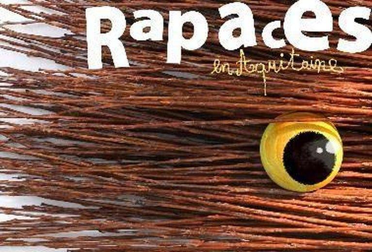rapaces en Aquitaine - des activités pour découvrir ces drôles d'oiseaux - Gallineau - Toutain