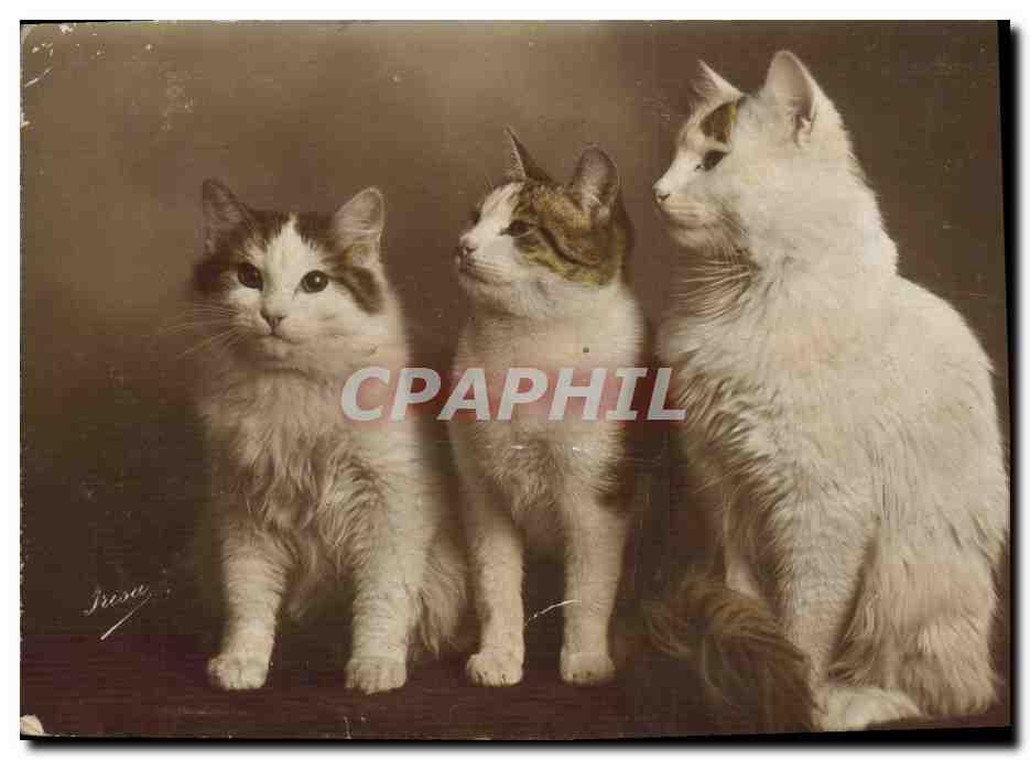 Carte Postale Ancienne Chat Chats Chaton Manuscript Nbsp Nbsp Paper Nbsp Collectible Cpaphil