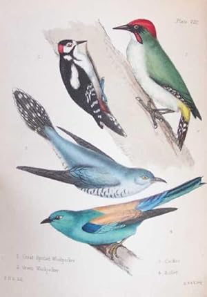 Popular British Ornithology containing a familiar and technical description of the birds of the B...