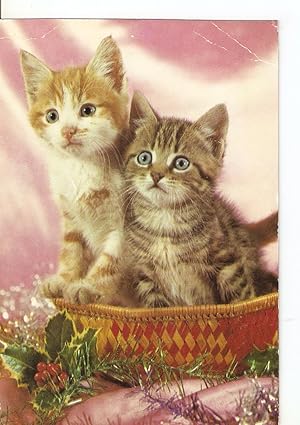 Los gatos de Benidorm (Spanish Edition)
