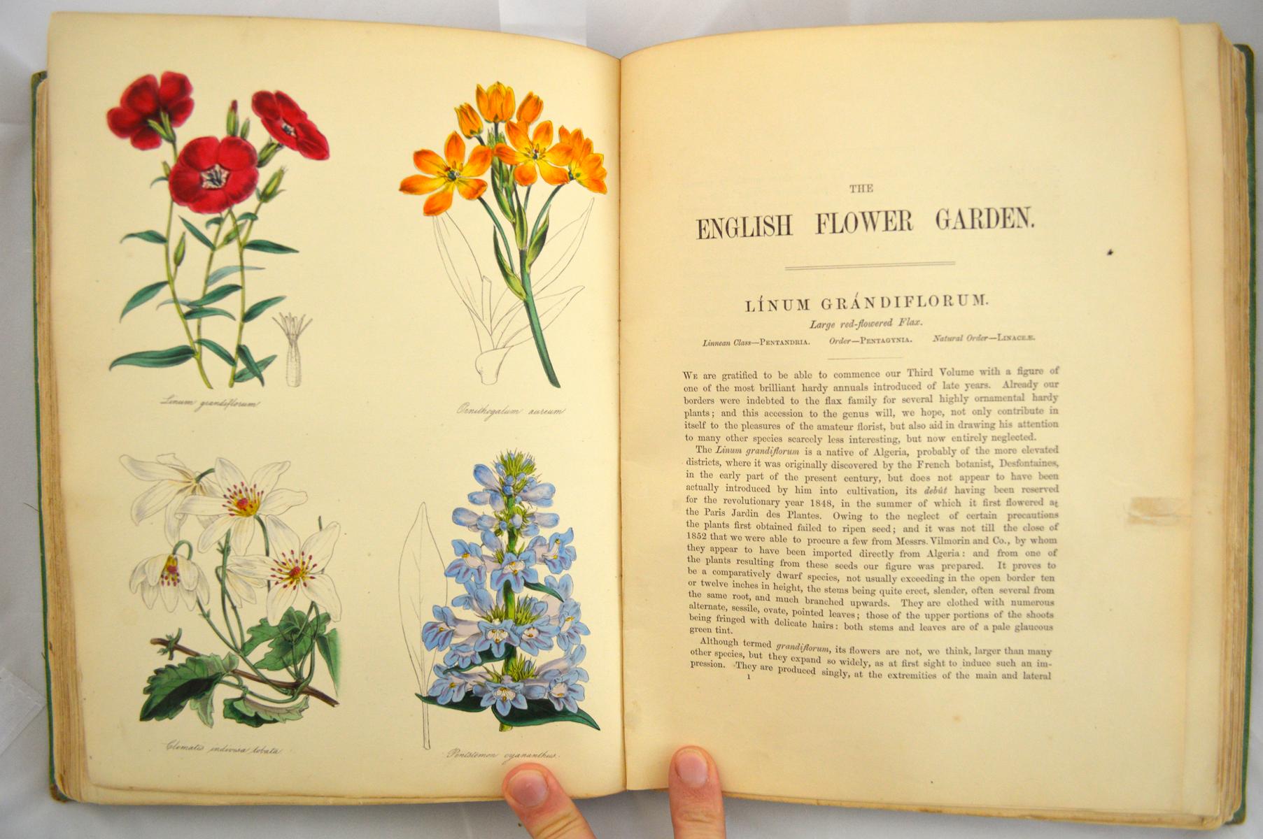 the english flower garden, of hardy and