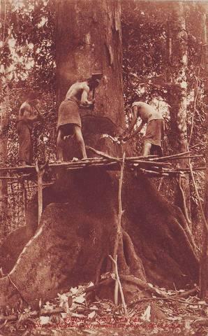 GUINEA CONTINENTAL. Hacheros bugebas derribando un coloso de la selva.