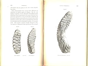 A History of British Fossil Mammals, and Birds.