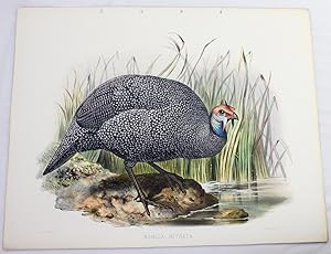 Numida Mitrata (Helmet Guineafowl) original litho. from Elliot's Pheasants Phasianidae