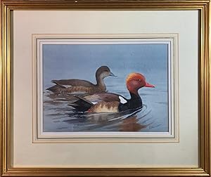 Pair of Red-crested Pochards SIGNED 20 x 30 cm