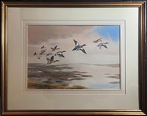 Wigeon in Flight, SIGNED 47 x 33 cm