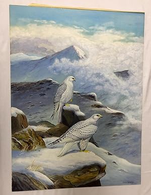 Pair of Iceland Falcons Signed watercolour and gouache 1982