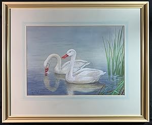 Pair of Coscoroba Swans, signed & inscribed to C M & dated 1971