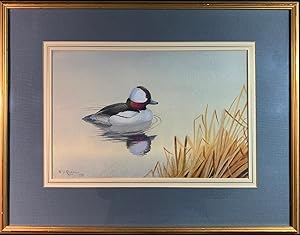 Bufflehead Duck,