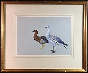 Pair of Upland Geese