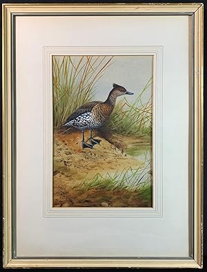 Brown Tufted Duck, signed & inscribed 27 x 18 cm framed & glazed