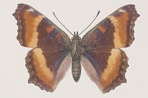 AS NATURE SHOWS THEM, MOTHS AND BUTTERFLIES OF THE UNITED STATES EAST OF THE ROCKY MOUNTAINS