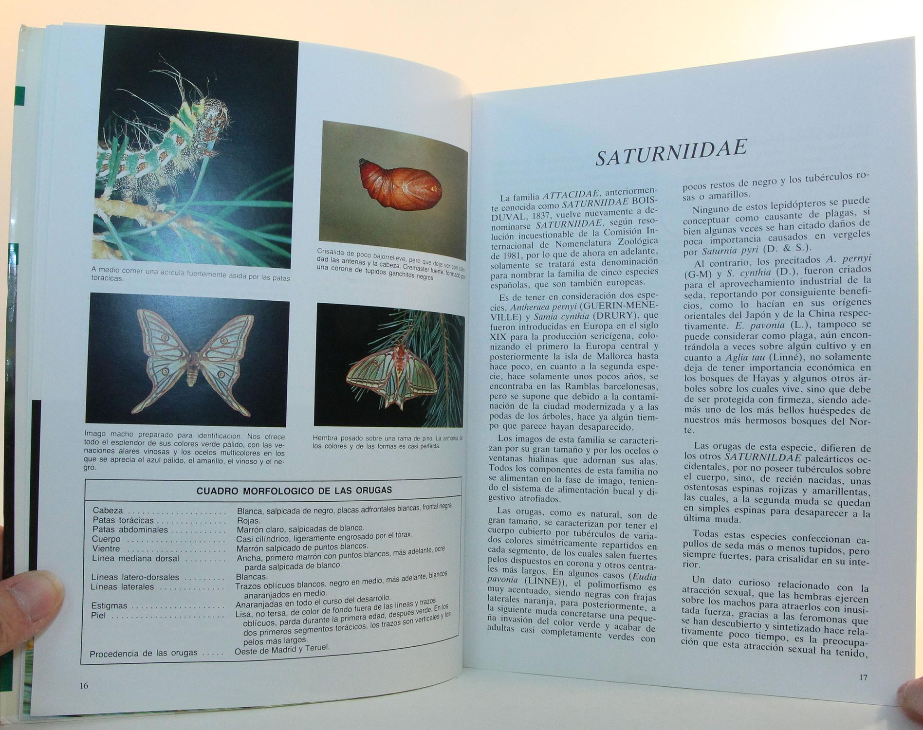 Biologia Y Morfologia De Las Orugas - 