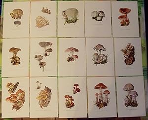15 Ancienne Gravure Champignons 1960 Art Print on Original Antique 1960 mushrooms ,Cortinaire ,La...