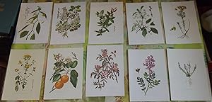 10 Ancienne Gravures Planches 1960 Abricotier,euphorbe,cerisier,Néflier,Meriser