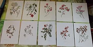 10 Ancienne Gravures Planches 1960 Wall decoration , encadrement framing Rhododendron cilié, Daph...