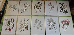 10 Ancienne Gravures Planches 1960 Wall decoration , encadrement framing Rhododendron Ferrugineux...