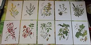 10 Ancienne Gravures Planches 1960 Wall decoration , encadrement framing Fusain d'Europe,Bugrane ...