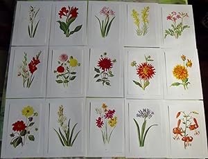 15 Affiches Botanique herbier Jardin 1964 Lis Tigré,Narine,Canna,Dahlia,Glaïeul